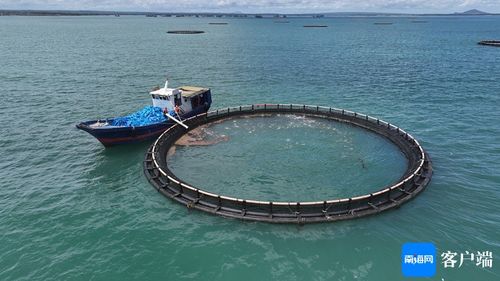 闖出精彩 臨高漁民敢闖敢試，向深海養(yǎng)殖進(jìn)軍
